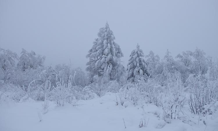 Красота сегодня удивительная, деревья в снегу, ветра нет