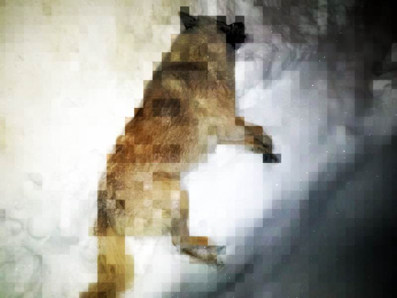 Одна из собак, погибших в Абрамово