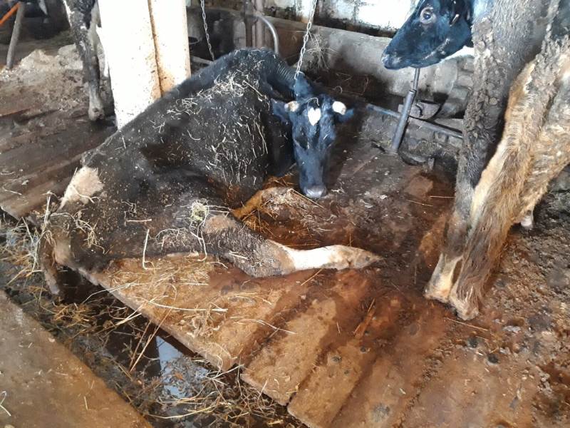 Животные на фермах в Усово и в Городище в ужасном состоянии