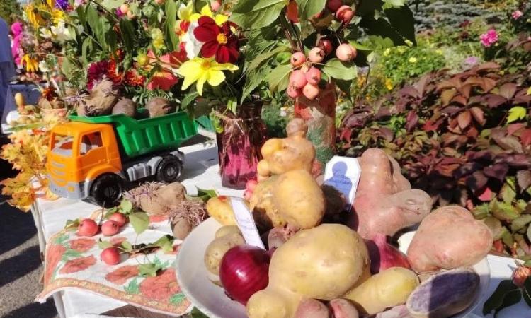 На выставке «Картофельные выкрутасы» картошка вела себя как пластилин, каких только идей не подсказала она авторам своими причудливыми формами – от человечка с балалайкой до чудища одноглазого.