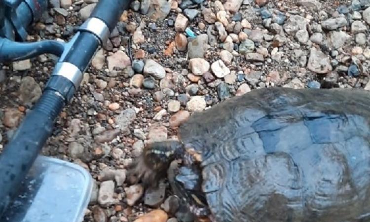 Черепаха, выловленная в Каме