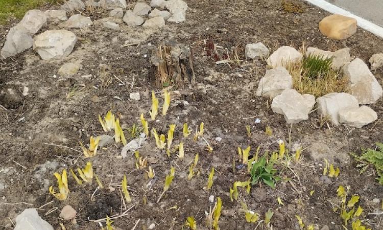 Придомовые клумбы тоже нуждаются в уходе