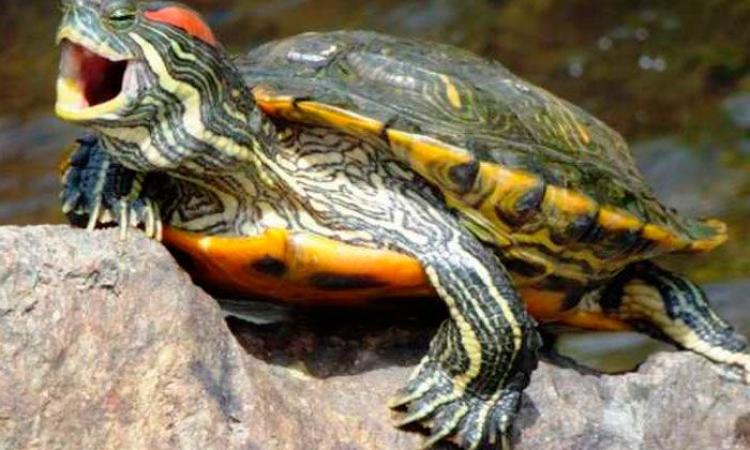 Красноухая черепаха в естестенных условиях