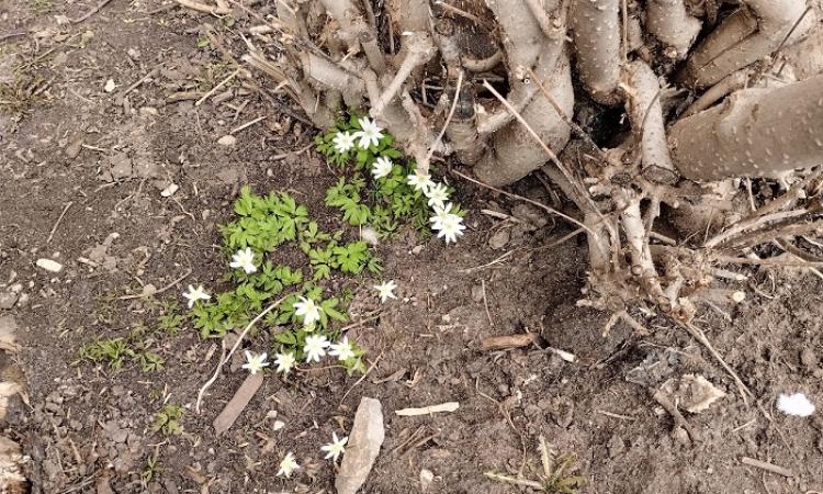 Первоцветы на клумбах