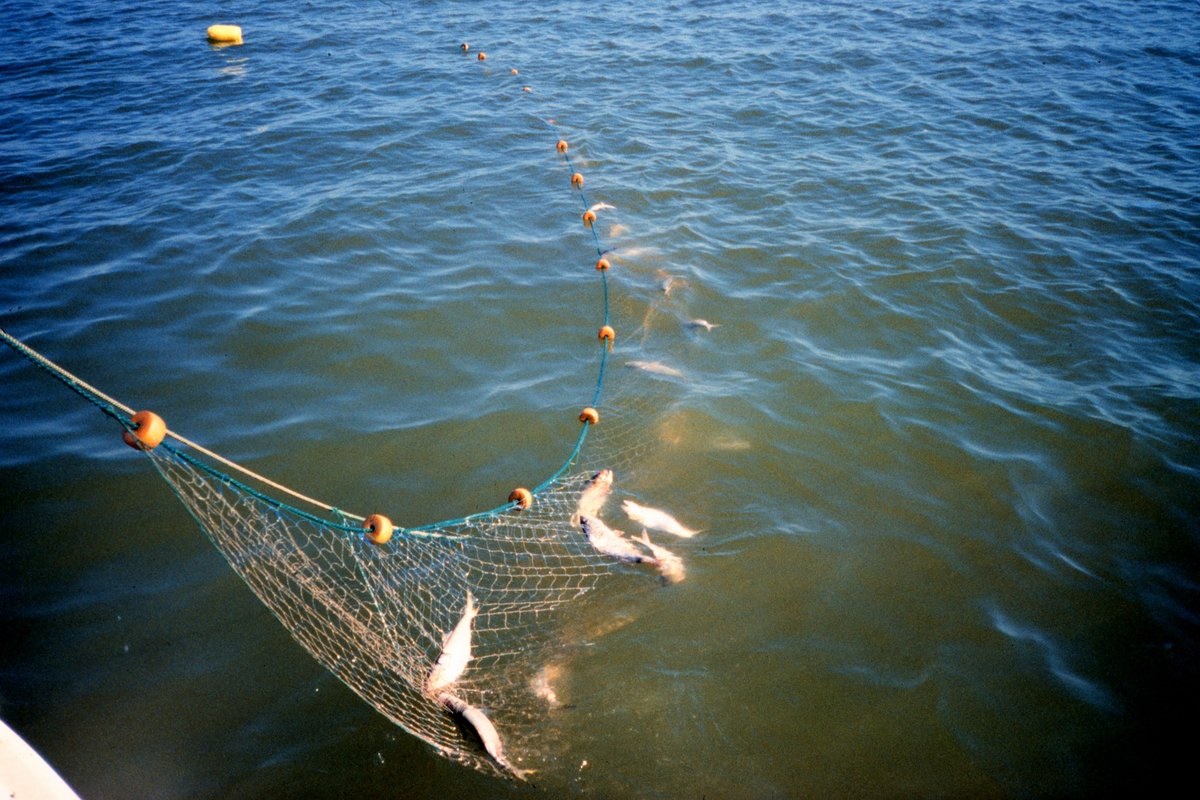 Можно рыбачить сетями